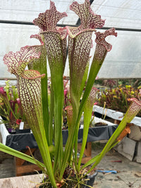 Sarracenia LPJA 157 «LPJA D.V.D»