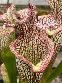 Sarracenia LPJA 157 «LPJA D.V.D»
