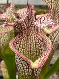 Sarracenia LPJA 157 «LPJA D.V.D»