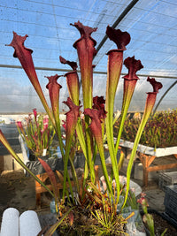 Sarracenia LPJA 158 «Red Mushroom»