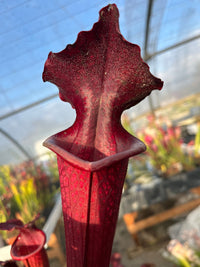 Sarracenia LPJA 158 «Red Mushroom»