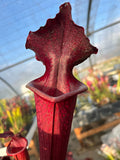 Sarracenia LPJA 158 «Red Mushroom»