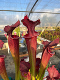 Sarracenia LPJA 158 «Red Mushroom»