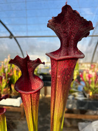Sarracenia LPJA 158 «Red Mushroom»