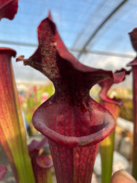 Sarracenia LPJA 158 «Red Mushroom»