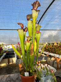Sarracenia LPJA 142 «Line Dancer»