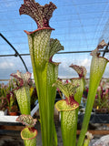 Sarracenia LPJA 142 «Line Dancer»