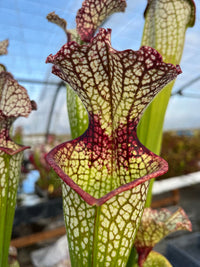 Sarracenia LPJA 142 «Line Dancer»