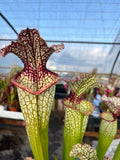 Sarracenia LPJA 142 «Line Dancer»