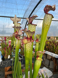 Sarracenia LPJA 142 «Line Dancer»