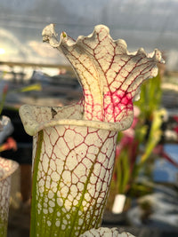 Sarracenia LPJA 159 «Blood on Snow»