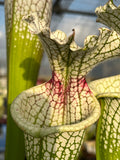 Sarracenia LPJA 159 «Blood on Snow»