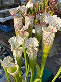 Sarracenia LPJA 159 «Blood on Snow»