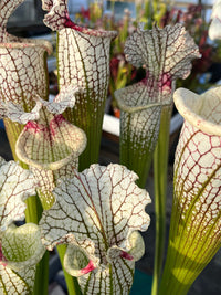 Sarracenia LPJA 159 «Blood on Snow»