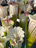 Sarracenia LPJA 159 «Blood on Snow»