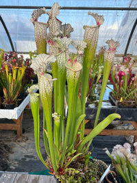 Sarracenia LPJA 159 «Blood on Snow»