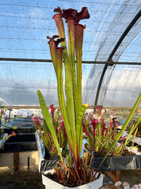 Sarracenia LPJA 040 «Hunter Flies»