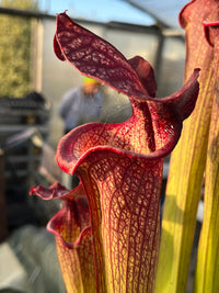 Sarracenia LPJA 040 «Hunter Flies»