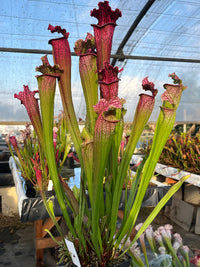 Sarracenia LPJA 085 «Black Line»