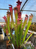 Sarracenia LPJA 085 «Black Line»