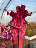 Sarracenia LPJA 085 «Black Line»