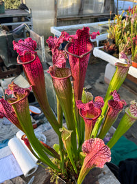 Sarracenia LPJA 085 «Black Line»
