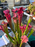 Sarracenia LPJA 085 «Black Line»