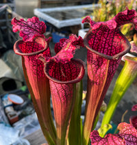 Sarracenia LPJA 085 «Black Line»