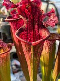 Sarracenia LPJA 085 «Black Line»