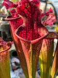 Sarracenia LPJA 085 «Black Line»
