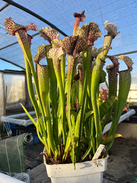Sarracenia LPJA 050 «Buffalo Soldier»