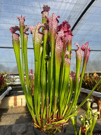 Sarracenia LPJA 122 «Ronde des Confitures»