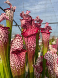 Sarracenia LPJA 122 «Ronde des Confitures»