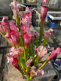 Sarracenia LPJA 122 «Ronde des Confitures»
