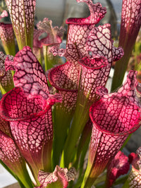 Sarracenia LPJA 122 «Ronde des Confitures»