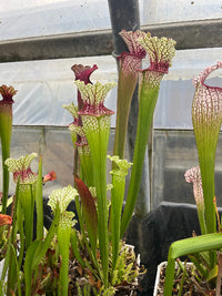 Sarracenia LPJA 055 «Vampire-Ex»