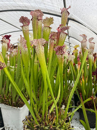 Sarracenia LPJA 054 «Paons »