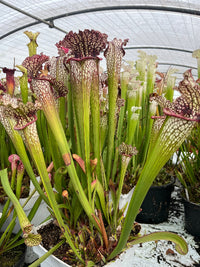 Sarracenia LPJA 056 «fire on lips»