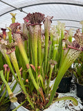 Sarracenia LPJA 056 «fire on lips»