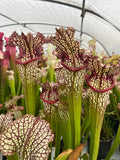 Sarracenia LPJA 056 «fire on lips»