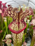 Sarracenia LPJA 056 «fire on lips»