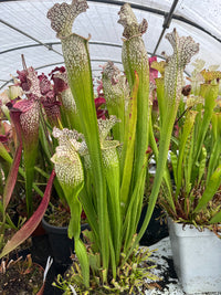 Sarracenia LPJA 019 «Big Mac Fly»