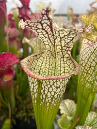 Sarracenia LPJA 019 «Big Mac Fly»