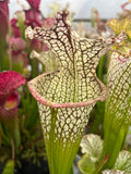 Sarracenia LPJA 019 «Big Mac Fly»
