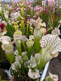 Sarracenia LPJA 019 «Big Mac Fly»