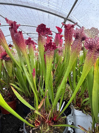 Sarracenia LPJA 001 «Queen Chaos»