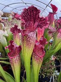 Sarracenia LPJA 001 «Queen Chaos»