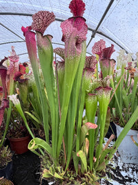 Sarracenia LPJA 038 «Mitraille Red»