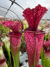 Sarracenia LPJA 038 «Mitraille Red»