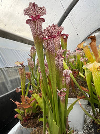 Sarracenia LPJA 014 «Baba Yaga»